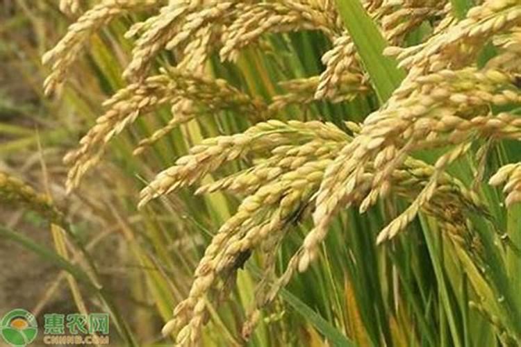 芸豆施什么肥长得最好 芸豆怎么施肥