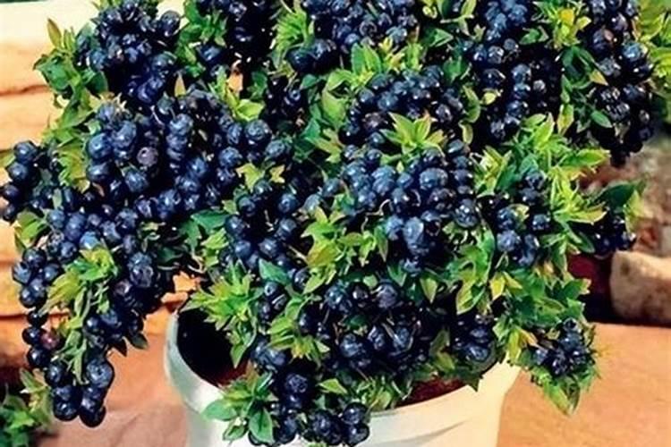 葡萄着色期施什么肥 管理要点有哪些