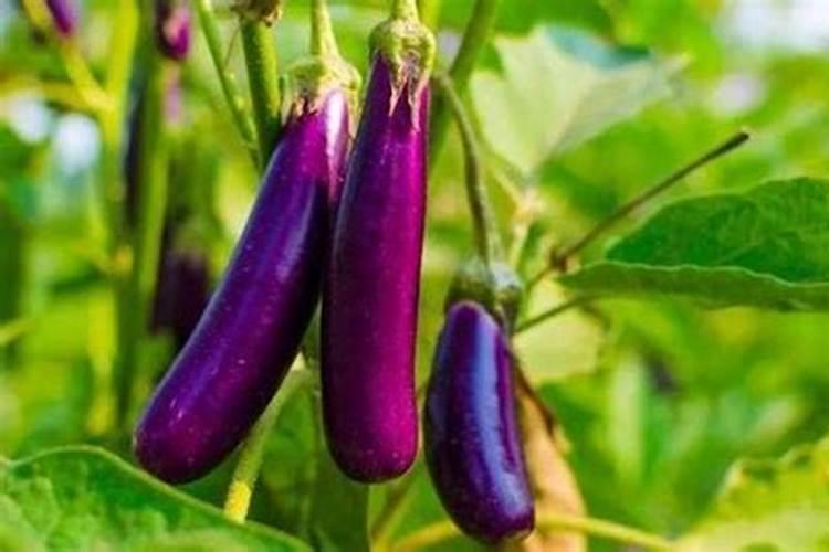 芋头用什么肥料最好