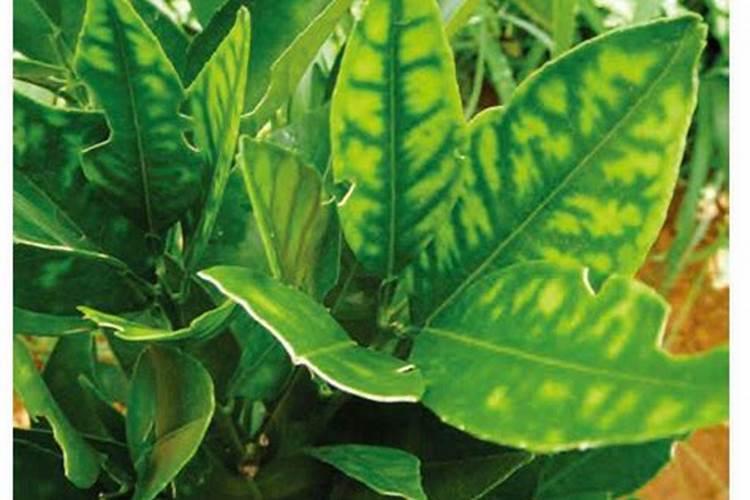 那种元素对麻竹笋生长有利