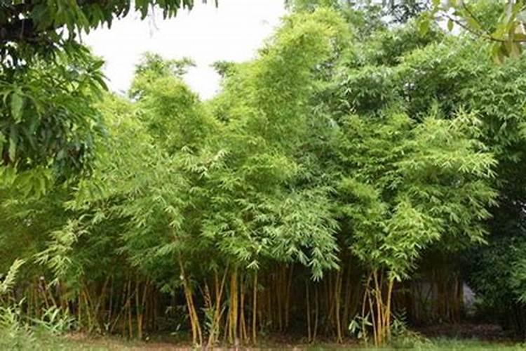 农作物巧施锌肥