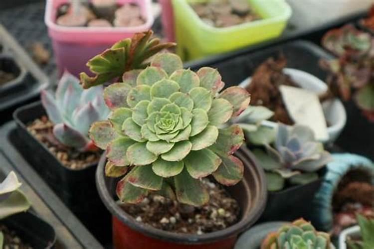 一种简易的采用水泵施肥的方法