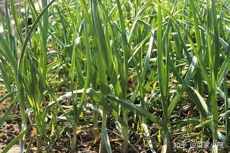 青岛圣林源老年病医院有限公司怎么样？