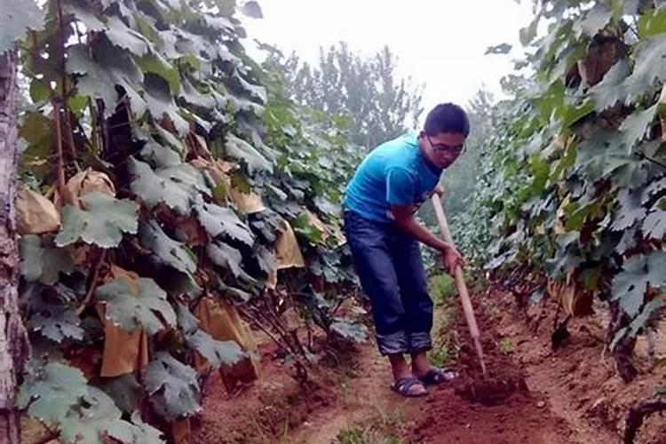 腐植酸肥料的作用和使用方法,腐植酸是什么东西