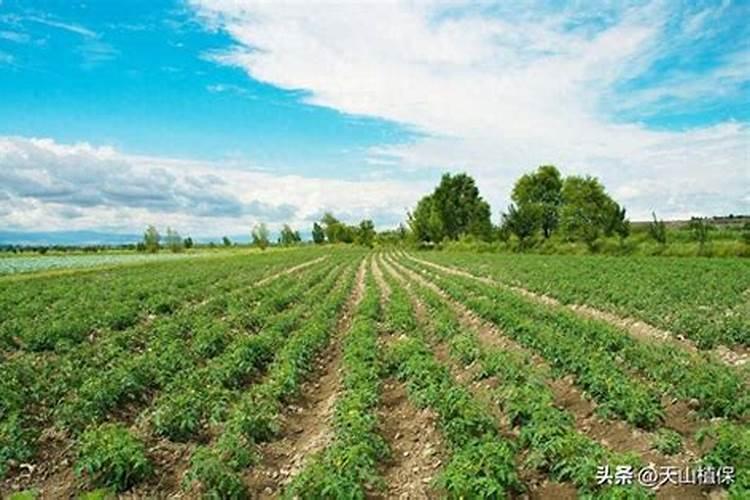 朴欣液态肥怎么样？有懂行的吗？