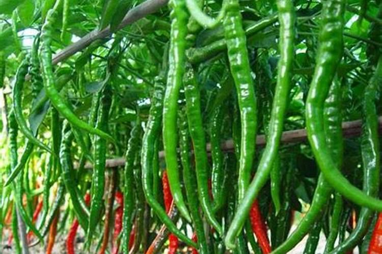 辣椒什么时候补钙最好
