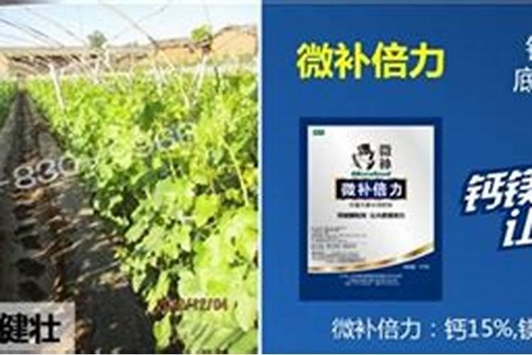 蔬菜优质高产应注意施钙