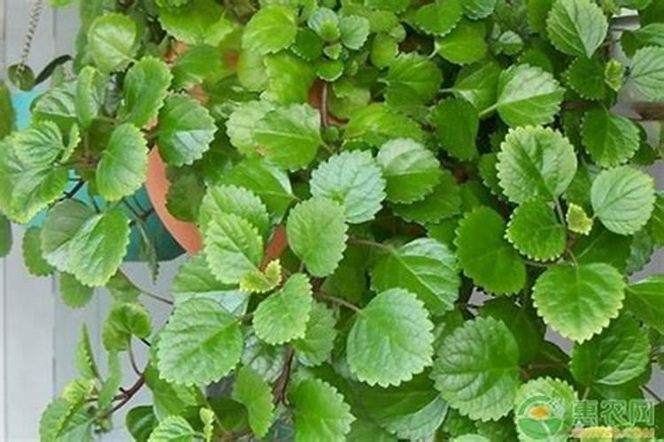 草莓吊兰怎么养才能更旺盛