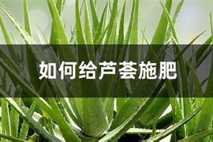 芹菜生长到什么时期喷施钾肥效果最好芹菜生长到什么时期啧施钾肥最好...