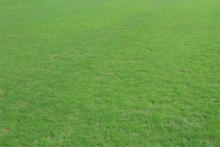 种草坪用什么肥料