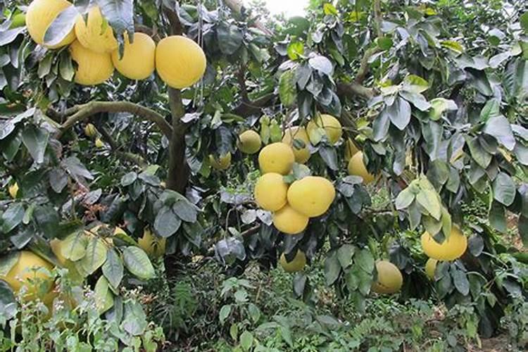 蜜柚用什么化肥好