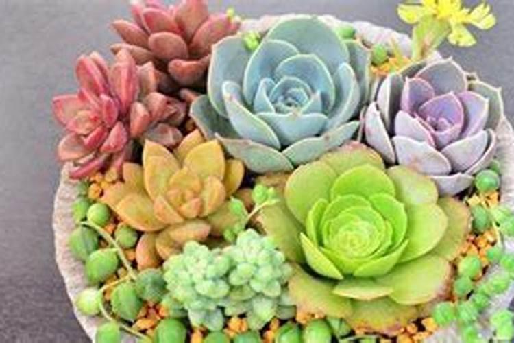 如何给多肉施肥 多肉施肥用什么肥料