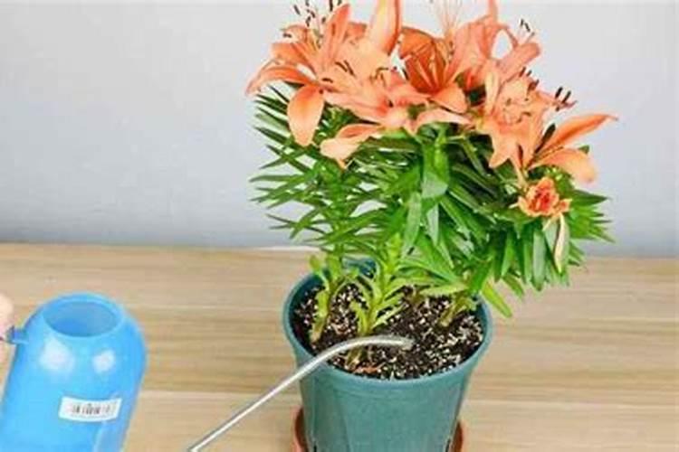 百合花怎样繁殖