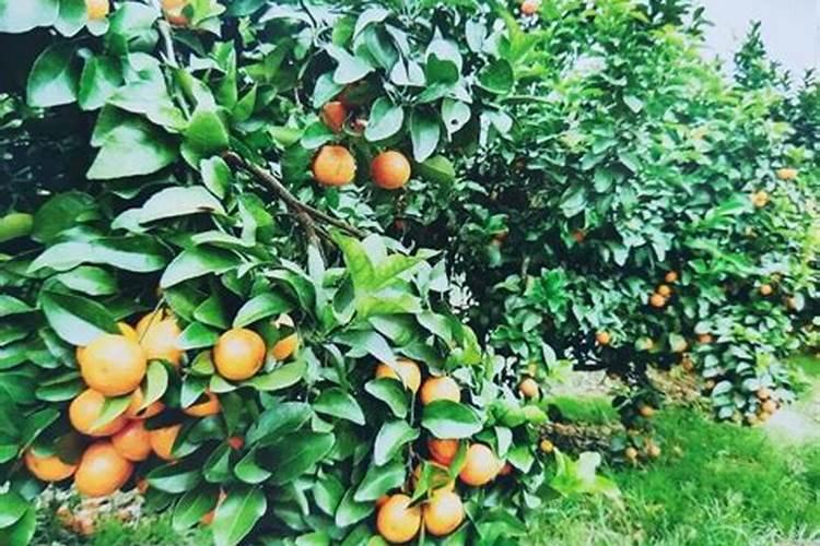 硅肥在果树上如何施用