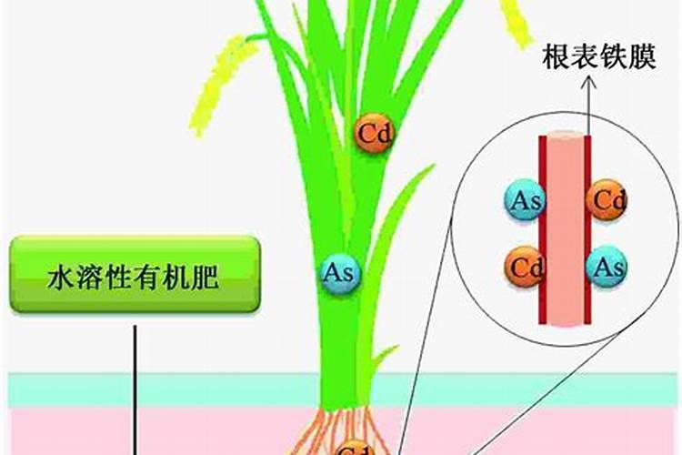 有机水溶肥有机质最低要求
