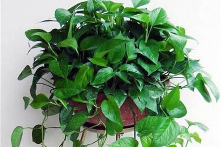 绿萝使用什么花肥