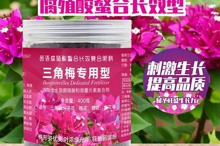 正在开花的四季梅上什么肥料好