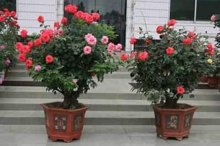 如何把土壤改良成酸性