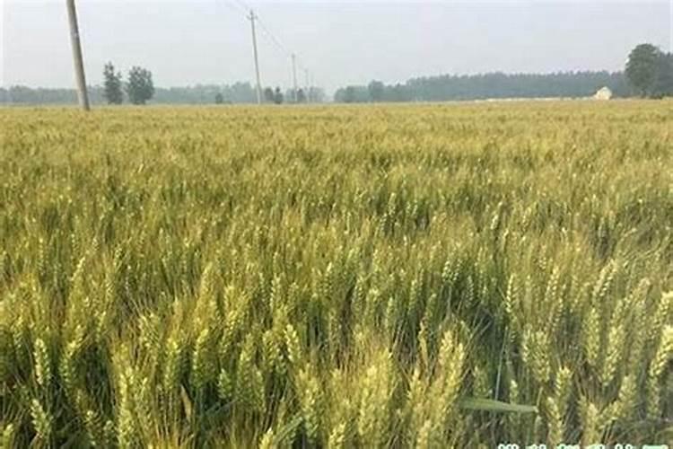 小麦一年施肥几次 施肥最佳时间