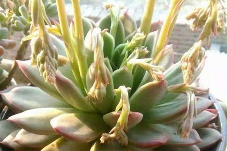 多肉植物需要什么肥料 施肥的方法是什么