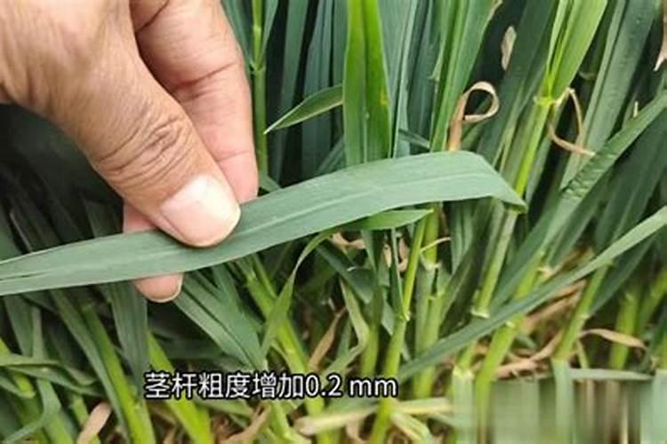 从“20% 利用率” 到“80%”!这种新型肥料如何成为绿色农业的 “破局...