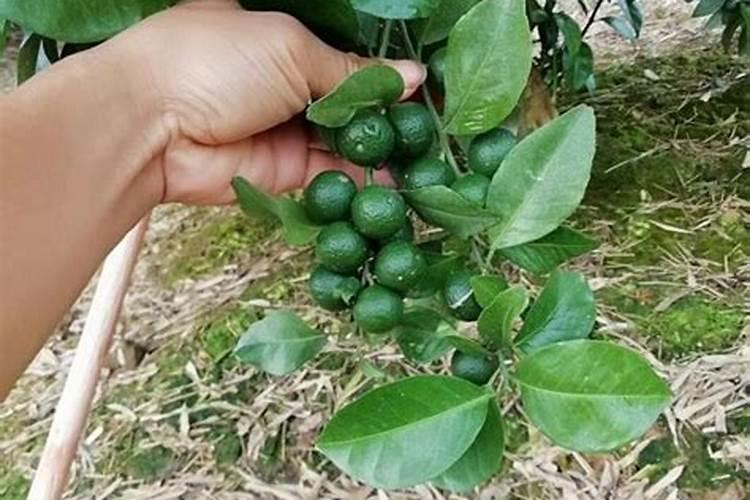 怎样防治柑橘缺磷症？