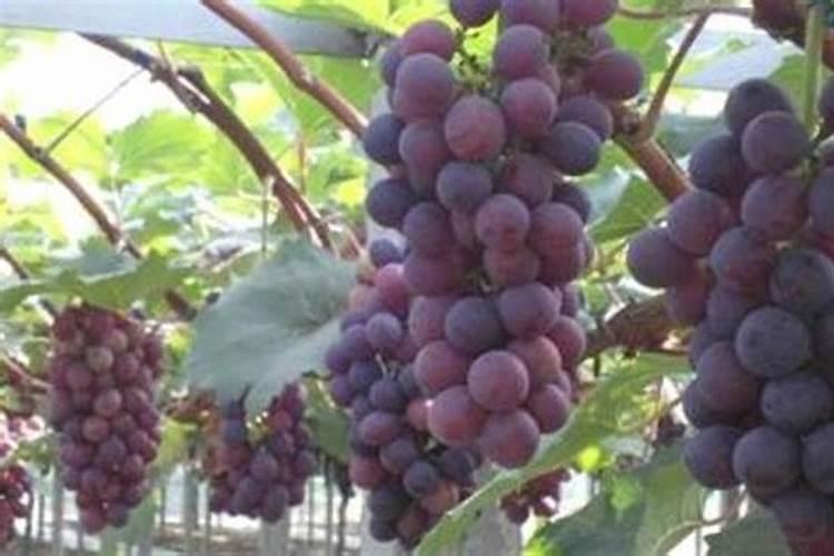 水溶肥料多少钱一桶