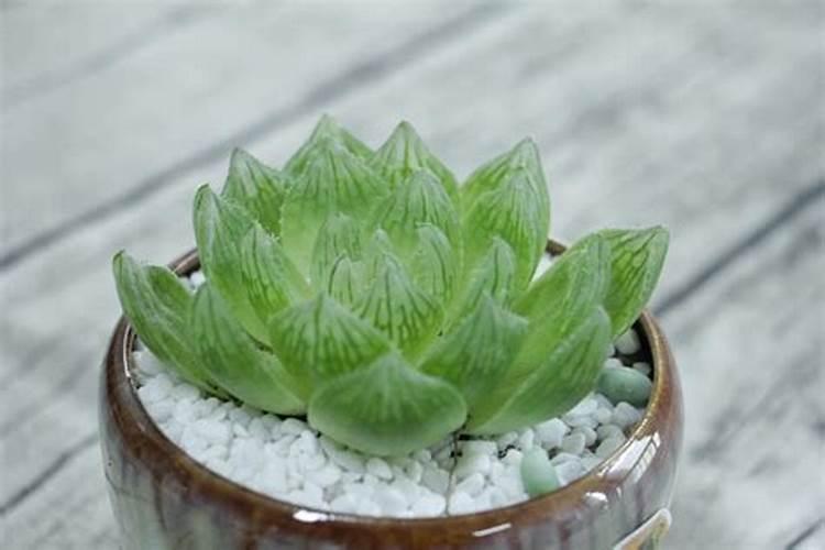 玉露夏季怎么养