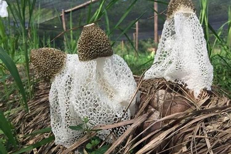 如何施用镁肥？