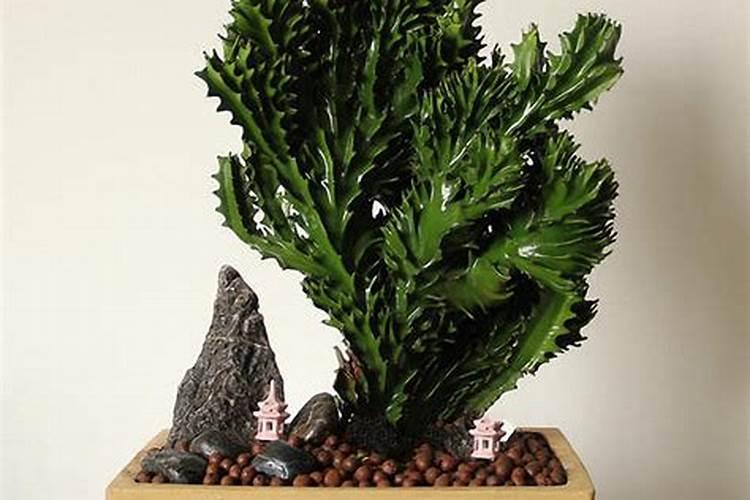 种植麒麟花需要用什么肥料