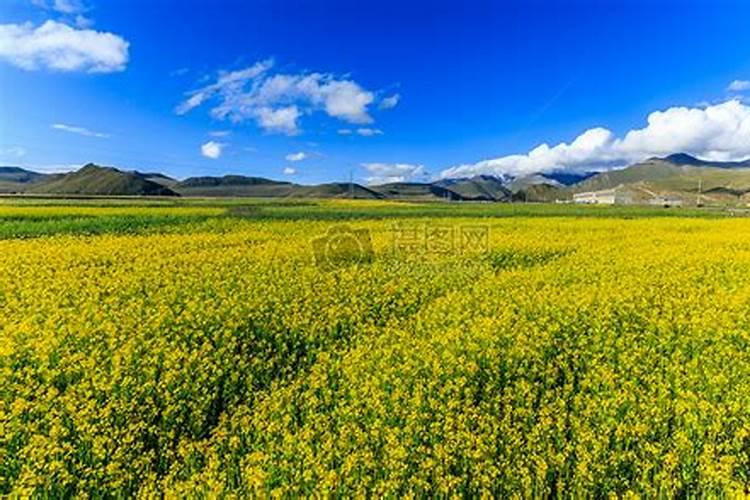 立冬种菜防寒冻,冲施肥料讲究多!