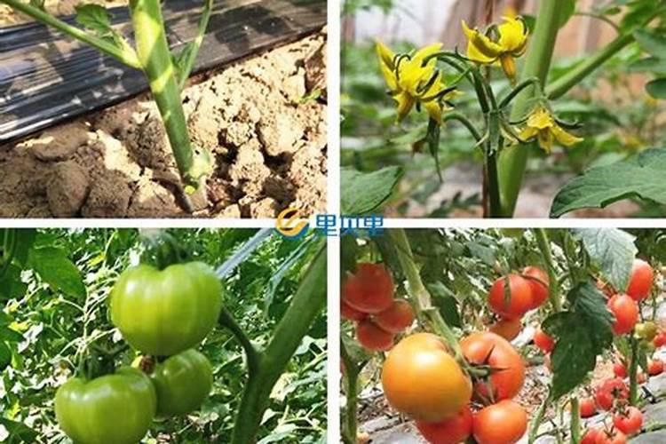 老家种植的西红柿处于结果期,这时候要不要喷施硼陪呢？