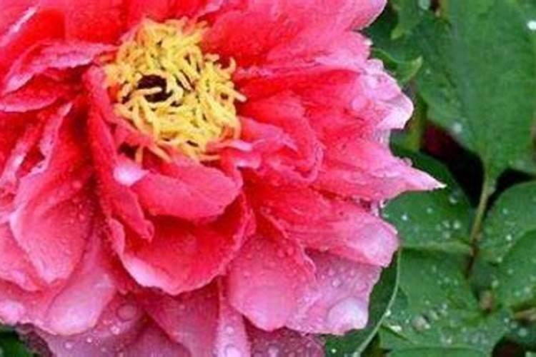 夏季蓝莓要如何修剪 要施什么肥料
