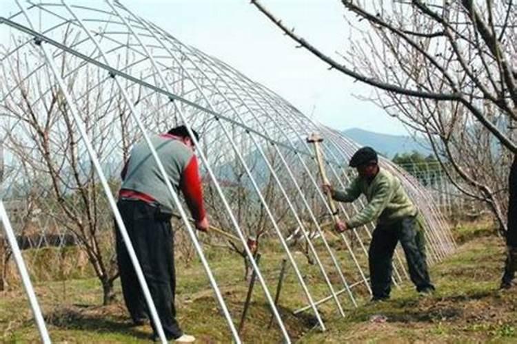 大樱桃秋施肥都喂什么肥