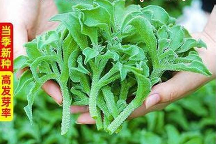 蔬菜为什么要补充钙肥