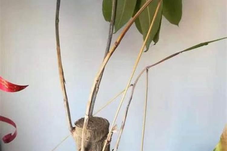 发财树叶子生根方法