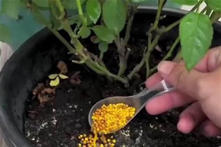 红小豆生长期需要喷施什么肥料？