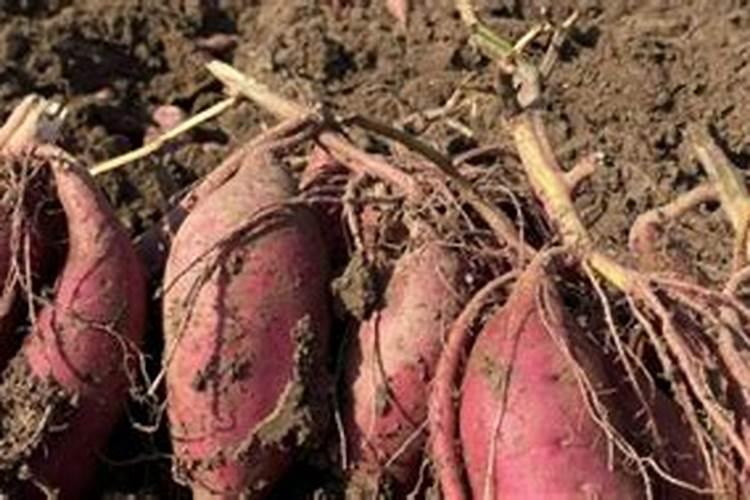 复混肥料的养分含量标志是,肥料有哪些种类