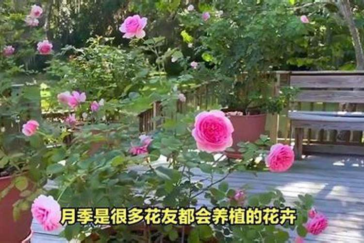 庭院种金丝楠木风水上可行吗？
