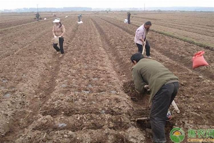 土豆中期该用什么肥料？