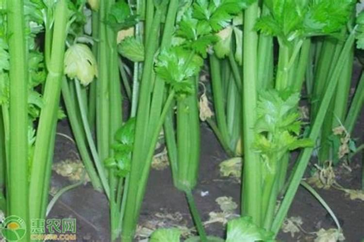 芹菜施什么肥料最好