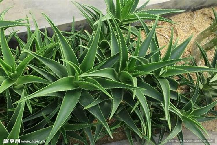 不夜城芦荟如何施肥如何多施肥？