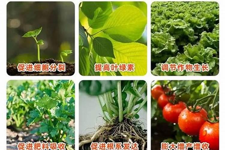 螯合液态氮肥有毒吗？