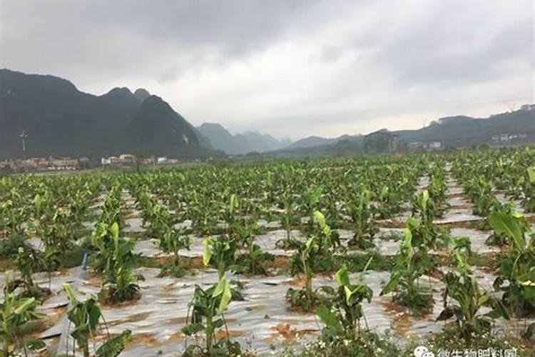 施用海藻肥有哪些好处