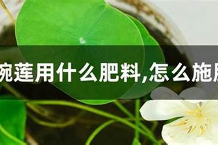 碗莲施钾肥的正确方法