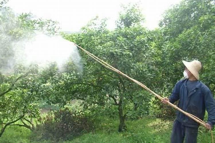 油菜什么时候施硼肥最好