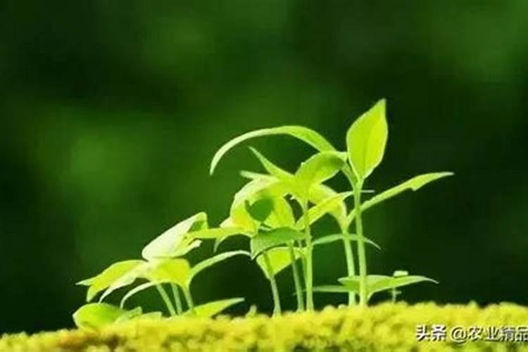 石林石膏板多少钱一张