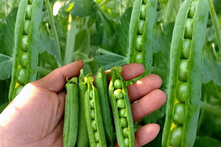 土豆生长中期需要喷什么叶面肥