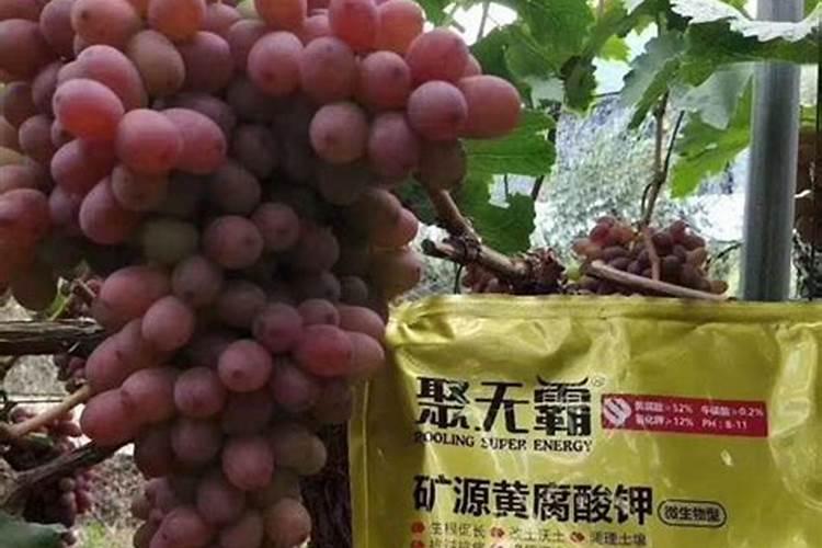 茶叶专业种小苗肥料史丹利多少钱一袋