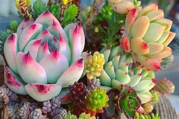 桃树开花喷什么药